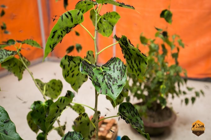 BSF Smart Farm nghiên cứu, cung cấp giải pháp và các công cụ hỗ trợ nuôi ruồi lính đen đạt hiệu suất cao nhất. Ảnh: BSF Smart Farm.