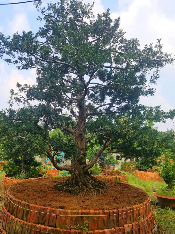 z2327430750747_cc3718bd6111713ddfdf06d63627b9d9-1-133222_242.jpg Một cây vạn niên tùng có tuổi đời khủng ở trang trại của anh Khoa. Ảnh: Minh Đảm.