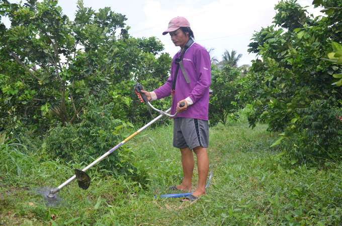 canh-tac-ben-vung-3-143657_172.jpg Trồng cỏ che phủ mặt đất. Ảnh: Minh Đảm.