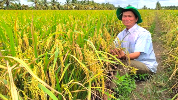Ruộng sạ theo khóm 60kg/ha của ông Phan Văn Vinh tại huyện Vũng Liêm, tỉnh Vĩnh Long thuộc Chương trình Canh tác lúa thông minh vụ hè thu 2021. Ảnh: TL.