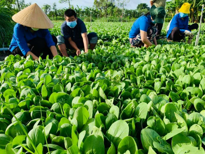 bai-1-htx-nong-nghiep-sach-my-phong-co-hoi-qua-nhieu-trong-kho-khan-0926_20210923_660-135852_16.jpeg Thành viên HTX thu hoạch rau màu. Ảnh: Hữu Đức.