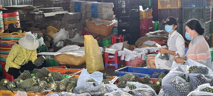 bai-1-htx-nong-nghiep-sach-my-phong-co-hoi-qua-nhieu-trong-kho-khan-0926_20210923_739-135855_193.jpeg Thành viên HTX đóng gói combo giao hàng cho đối tác thông qua Tổ công tác 970. Ảnh: Hữu Đức.