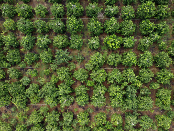 Newly planted oranges in Son La. Photo: Tung Dinh.