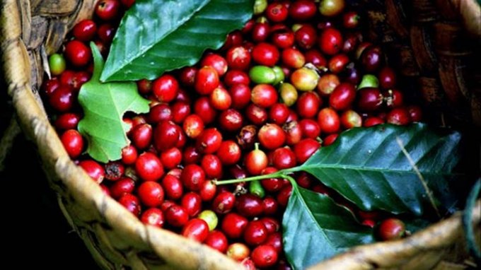 Updated coffee price on Nov 13.
