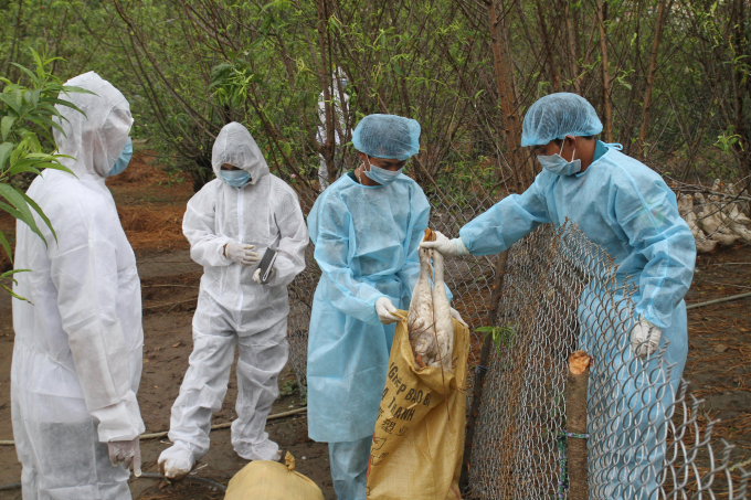 The implementation of disease surveillance and prevention in animal husbandry is facing numerous difficulties and disturbances due to the merger of the grassroots veterinary system. Photo: TL.
