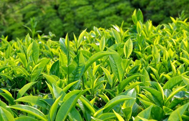 Vietnam's tea exports in 2020 decreased both in volume and value.