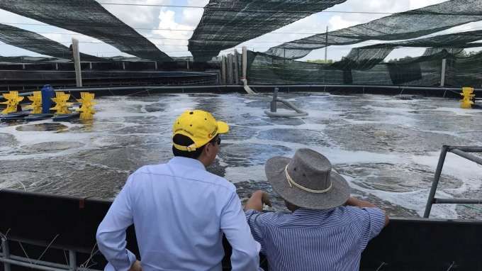 A shrimp farming model of Minh Phu. Photo: TL.