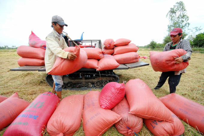 Never in any winter-spring in the Mekong Delta have the farmers been as jubilant as this year because the rice has cropped well and its price is going sky-high. Photo: Le Hoang Vu.