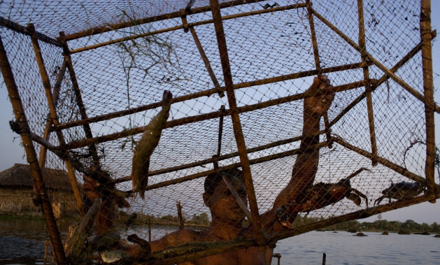 Một người nuôi tôm ở Sundarbans, Bangladesh.  Ảnh: Getty Images