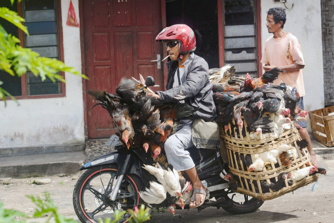 2017_02_08_21115_1486522901_large-154040_285.jpeg Một người dân chở gà trên xe máy đem ra chợ bán. Ảnh: Tarko Sudiarno