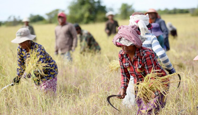 farmer-havest-at-rice-file-in-kandal-province-chor-1-111011_23.jpg Nông dân campuchia thu hoạch lúa. Ảnh: KT
