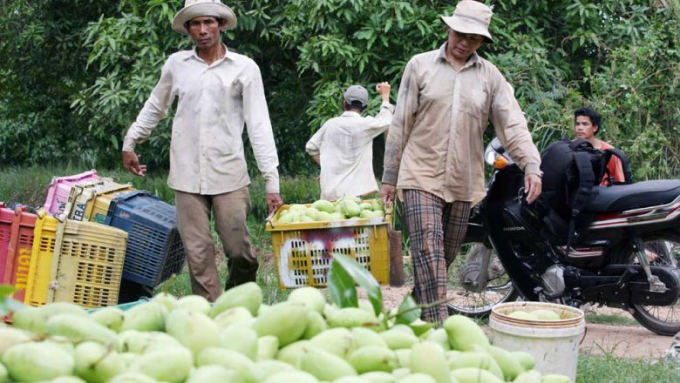 Nông dân Campuchia thu hoạch xoài tại huyện Loeuk Dek, tỉnh Kandal hồi tháng 5. Ảnh: Heng Chivoan