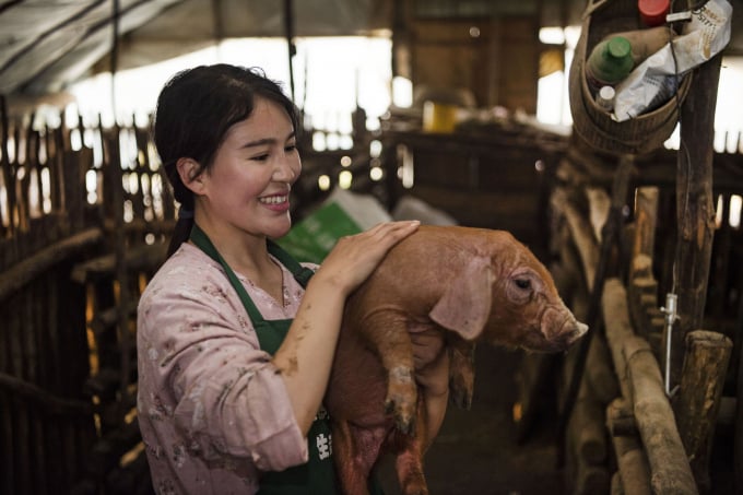 139017537_15881306819641n-143218_866.jpg Lợn có thể đóng vai trò là nguồn gốc của virus gây đại dịch ở người. Ảnh: THX