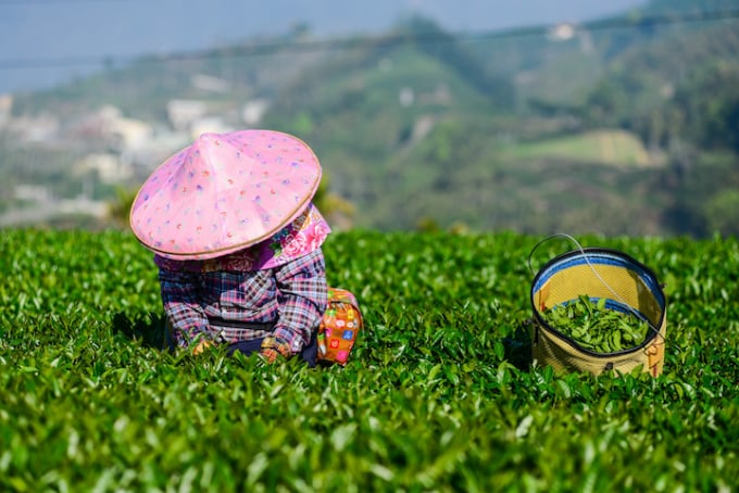 Một đồn điền sản xuất chè Oolong ở Đài Loan. Ảnh: TWN