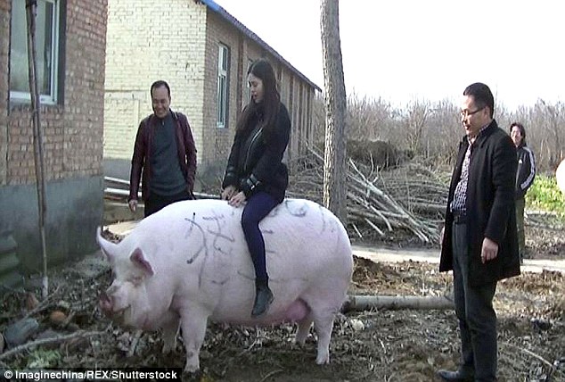 3c00a8cc00000578-4105818-image-m-89_1484067814289-135357_579-102802_689.jpg Ngành chăn nuôi Trung Quốc đầu tư mạnh cho khâu nghiên cứu các giống lợn siêu tăng trưởng, có năng suất cao. Ảnh: Shutterstock