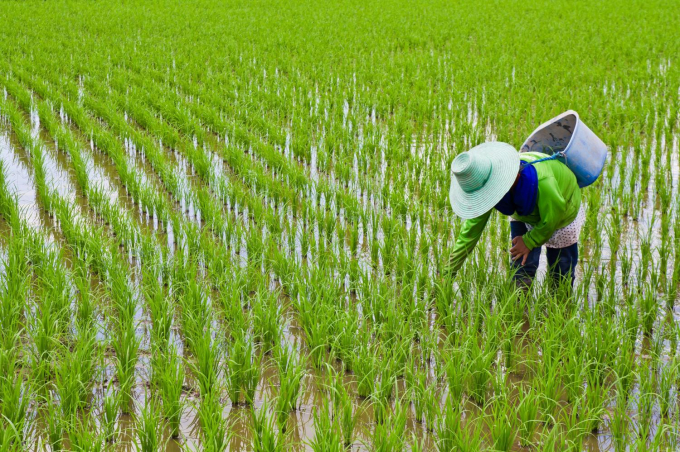 3869107-191142_647.jpg Sản lượng gạo của Thái Lan ước tính đạt 18 triệu tấn trong niên vụ 2020/2021. Ảnh: BKP