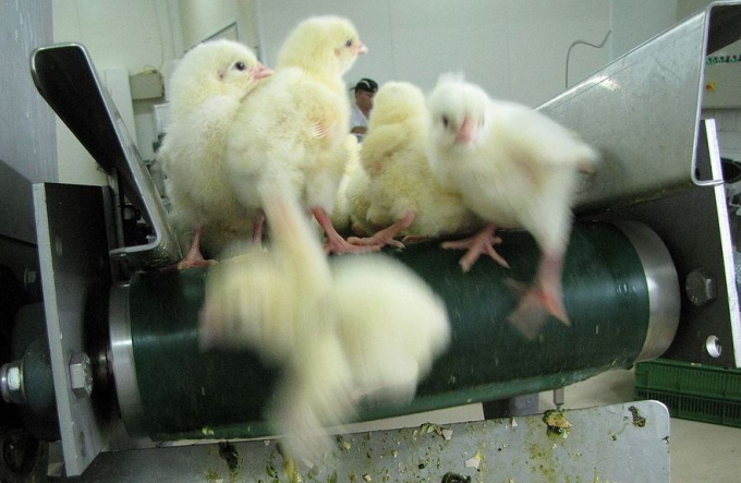 chickculling-104454_818.jpg Những con gà con đực một ngày tuổi đã bị đưa vào máy nghiền giết hàng loạt do tỷ suất sinh lợi nhuận thấp. Ảnh: Wikimedia