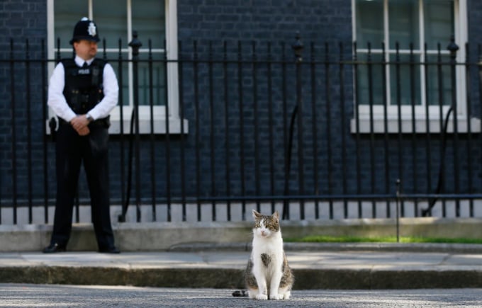 23cats-jumbo-104711_324.jpg Mèo Larry ở trước cổng Số 10 Phố Downing. Ảnh: NYT