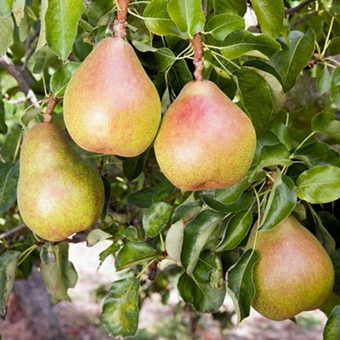 doyenne-du-comice-pear-tree-p157-1725_zoom-153324_487.jpg Trái lê được khuyên mọi người nên ăn nhiều vào mùa này để tăng cường sức khỏe.