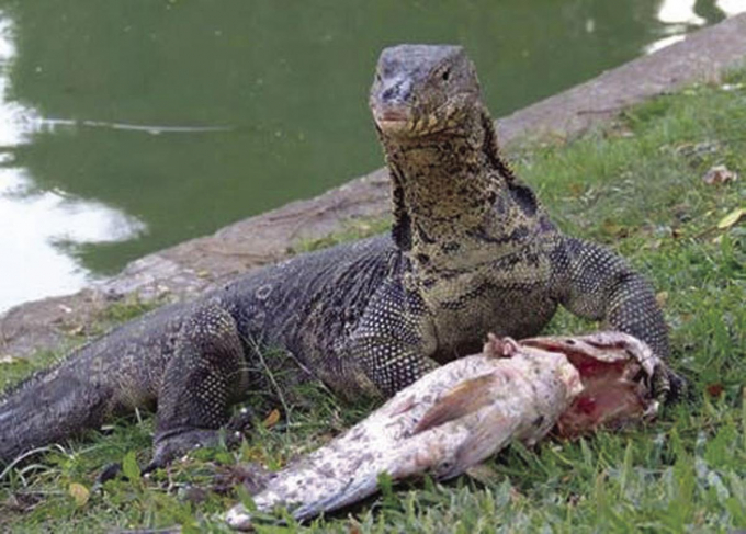 A Nile lizard of nearly 1 meter long is hunting fish under the Heritage Lake in Indiana. Photo: Rantoulpress.com.