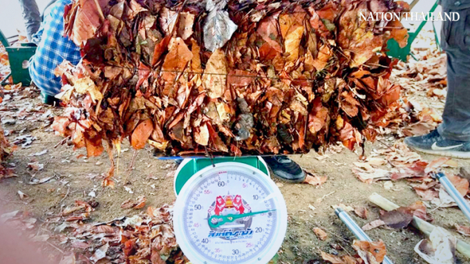 800_a6a1d4d0e3cc2e0-184705_417.jpg Chính quyền tỉnh Chiang Mai thu mua lá cây khô của người dân để ngăn cháy rừng và ô nhiễm không khí. Ảnh: The Nation