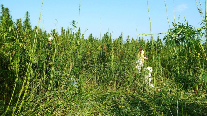 cannabinoids-143119_89.jpg Cannabinoid là hợp chất tự nhiên có cả trong cây cần sa và gai dầu. Nếu lạm dụng có thể làm thay đổi chức năng não và dẫn đến sự thay đổi trong nhận thức, tâm trạng, ý thức, nhận thức hoặc hành vi của người dùng. Ảnh: Getty