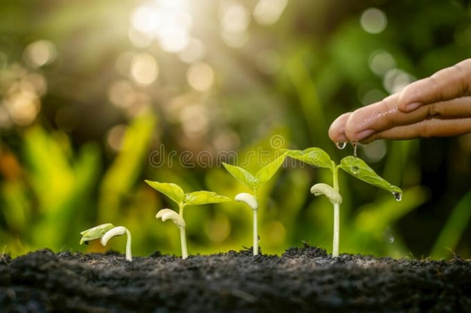 growing-crops-fertile-soil-watering-plants-including-showing-stages-plant-growth-cropping-concepts-investments-182828161-105116_869.jpg Nghiên cứu mới mở ra cơ hội tiết kiệm được chi phí sản xuất và góp phần vào sự phát triển một nền nông nghiệp bền vững. Ảnh: Getty