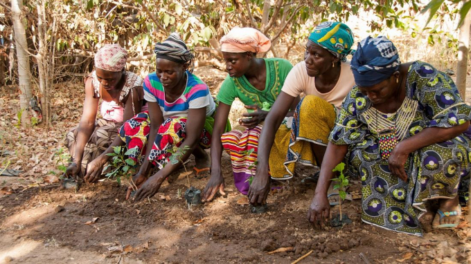 Mali, Koulikoro - Tree Aid supports women to plant and protect trees to benefit the entire community for future generations   -   Copyright  TreeAid 2020