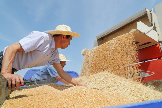 Farmers involved in a wheat planting demonstration area in Pinglu county, Shanxi province, begin harvesting the summer wheat on 80 hectares of farmland. Photo: Chinadaily