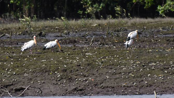 Birds at Sungei Buloh. Photo: CNA