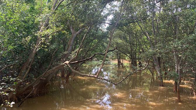 High tide along Berlayer Creek.  Photo: Dan Friess
