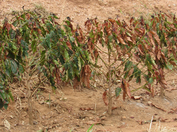 the-drought-affecting-young-coffee-trees-and-lost-its-2021-production-potential-3-credit-guy-carvalho-112308_180.jpg Hạn hán hồi đầu năm và sương giá hiện nay khiến cho nhiều vùng sản xuất cà phê lớn tại Brazil bị thiệt hại nặng nề. Ảnh: DCN