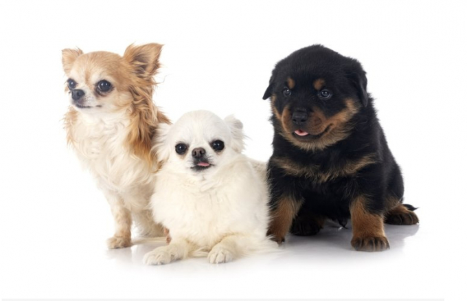 screenshot_1627614580-103232_499.jpeg Chó cưng. Ảnh: Gettyimagesbanks