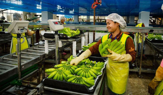 24628-154632_702.jpg Ngoại trừ xuất khẩu gạo bị giảm 27%, còn lại các mặt hàng nông sản khác của Campuchia đều tăng mạnh. Ảnh: KMT
