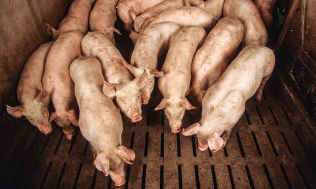 From 2015 to 2020, global meat and dairy firms received more than US$478bn in backing, according to the Meat Atlas. Photo: Alamy Stock