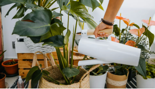 Through photosynthesis, plants convert the carbon dioxide we exhale and also remove gases from the air through a process called absorption. Photo: Getty