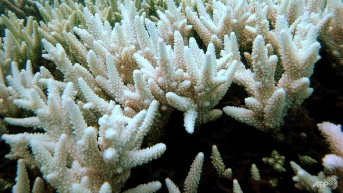 A single so-called bleaching event in 1998 caused by warming waters wiped out 8 per cent of all corals. Photo: AFP