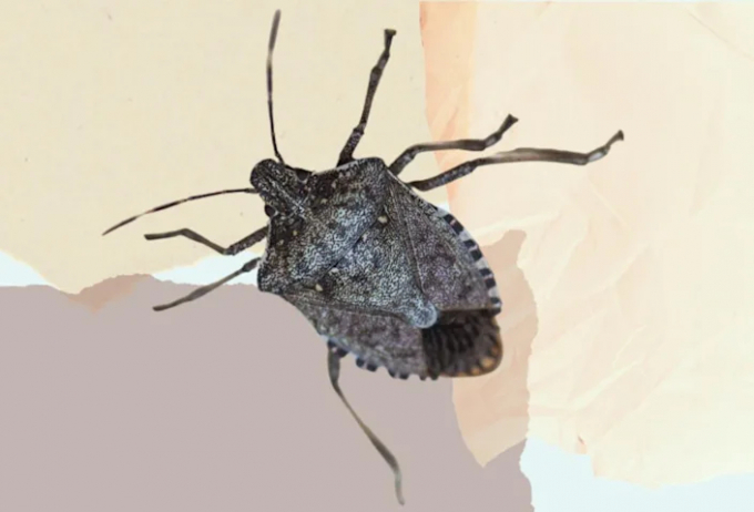 Meet the invasive species trying to get in your home this fall. Photo: TNY
