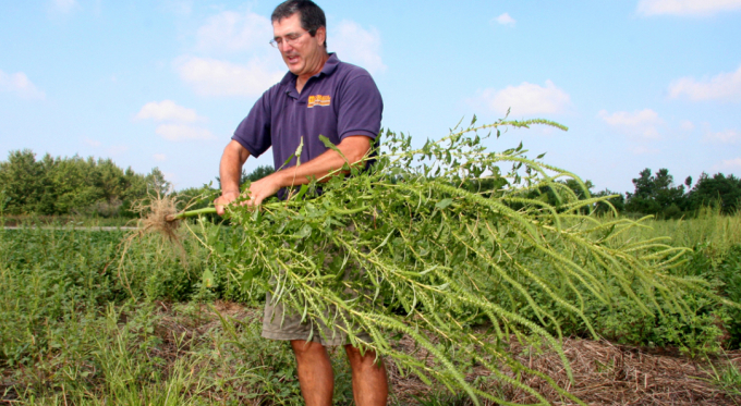 For decades, weed control has simply involved replacing one herbicide for another, which results in a phenomenon several weed scientists call the 'treadmill of herbicide resistance.' Photo: Civileats