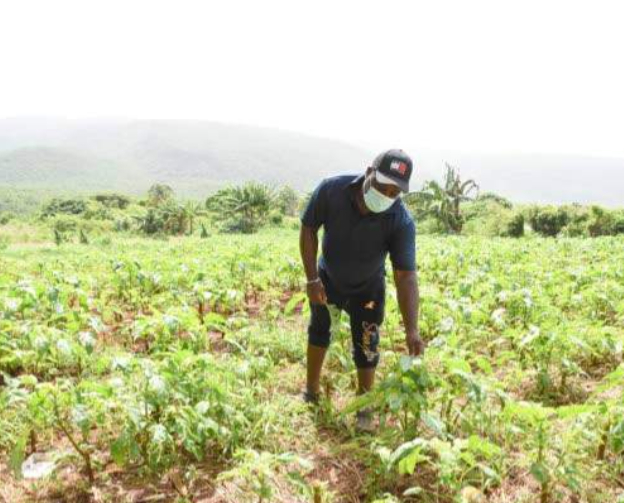 The price increases have pushed up their costs...and as a result reduced their profit significantly. Photo: Jamaicaobserver