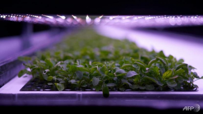 A vertical farm in a Copenhagen industrial zone. Photo: AFP