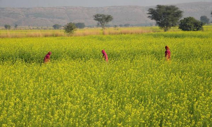 Chief Minister Ashok Gehlot, who reviewed the availability of fertilizers here on Tuesday, said he had drawn Prime Minister Narendra Modi’s attention in a letter about the difficulties being faced by farmers. Photo: Hindu Times