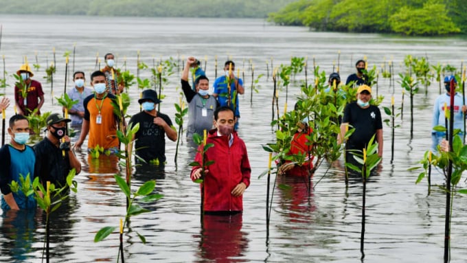 Indonesian President Joko Widodo (centre) has been planting mangroves during his work trips across Indonesia. Photo: Presidential Secretariat Press Bureau/Laily RE