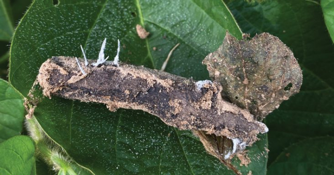 A new  soybean pathogen. Photo: TBP