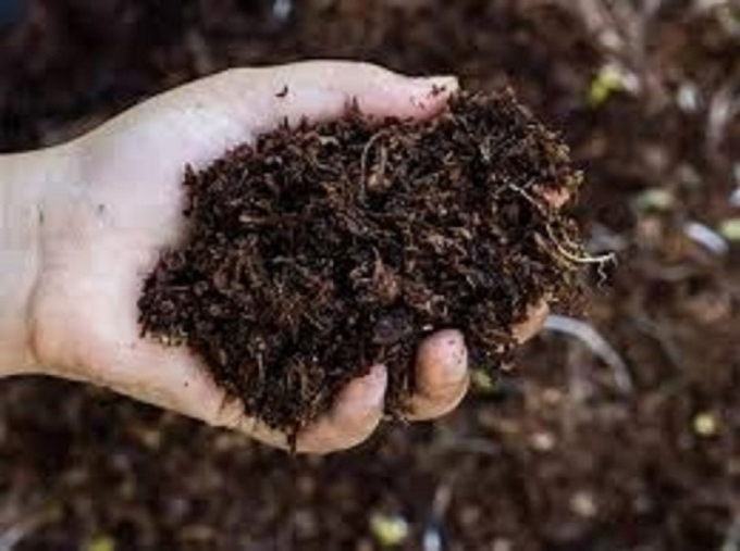 sharmila_151121_fertilizer-105929_639.jpg Một mẫu phân bón hữu cơ được làm từ rong biển. Ảnh: IANS.