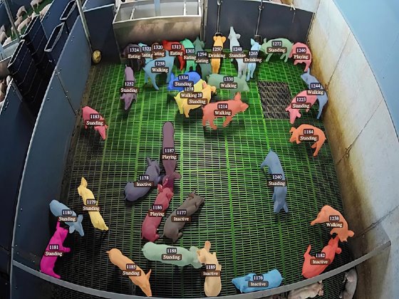 Video frame with segmentation, tracking and activity classification of pigs. Photo: Serket