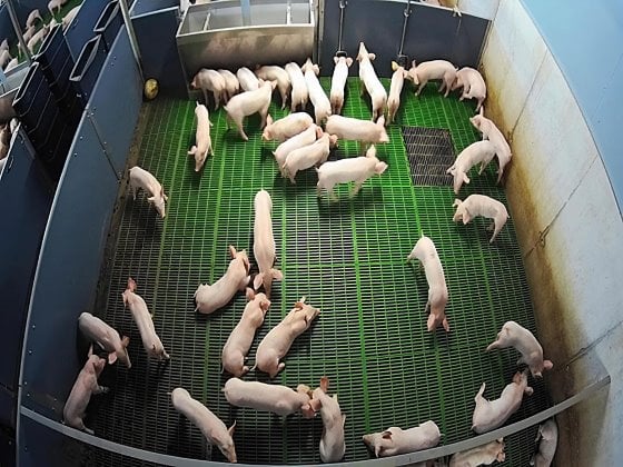 Regular camera view of a pig pen. - Photo: Serket