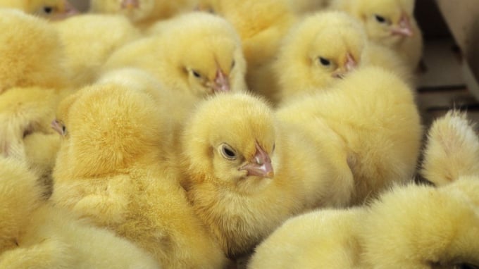 _121924949_chicks-095415_406.jpg Ngành chăn nuôi gà có thể sẽ được ứng dụng đầu tiên. Ảnh: BBC.