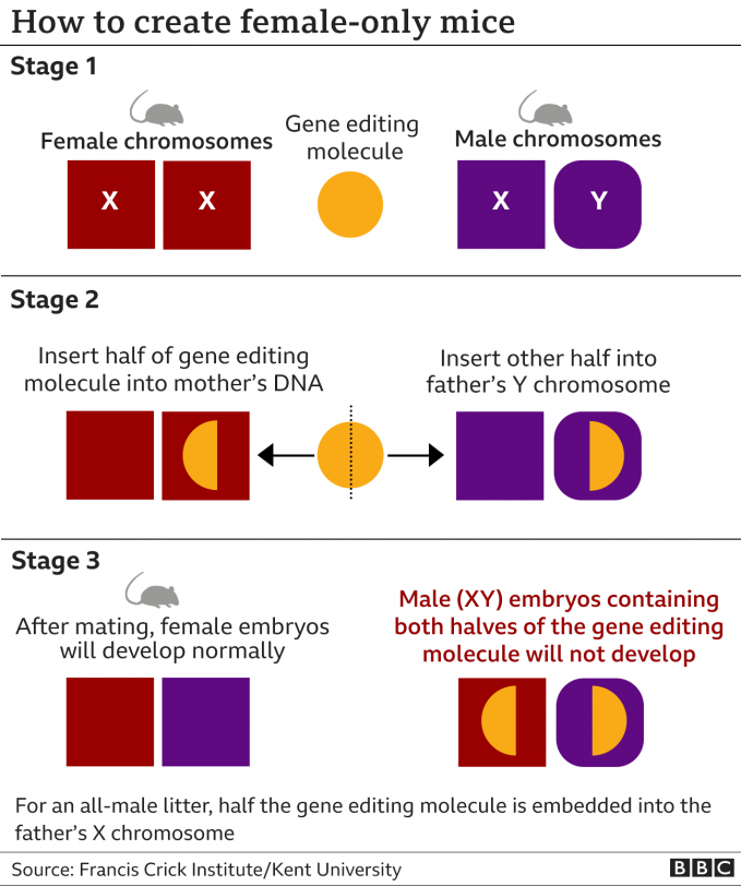 _121932081_gene_editing2x640-nc-095155_19.jpeg Sơ đồ mô tả các giai đoạn nghiên cứu để tạo ra chuột con có giới tính theo mong muốn của con người. Nguồn: BBC