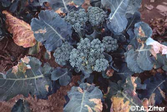 mi_vege2_050921-155752_360.jpg Súp lơ bị khuẩn Xanthomonas tấn công. Ảnh: Getty